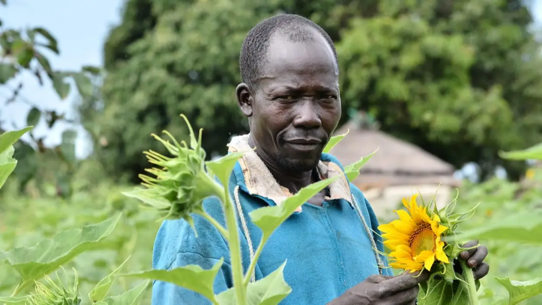 Sunflower farmer in Tororo Uganda